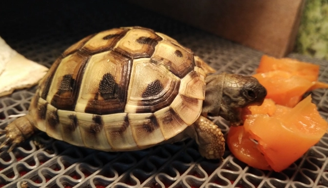 陸龜飼養溫度 陸龜飼養溫度