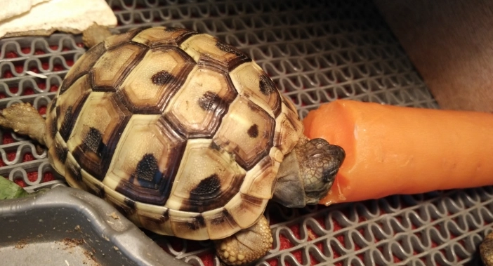 陸龜飼養溫度 陸龜飼養溫度