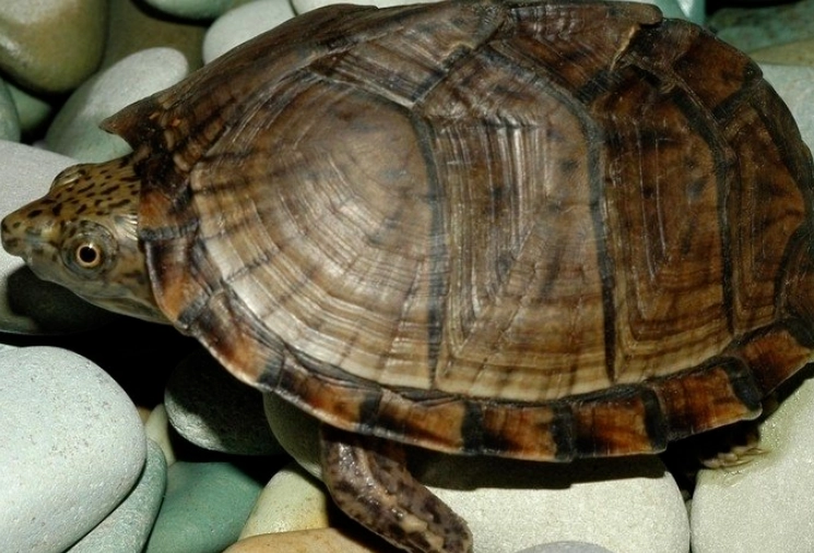 寵物龜飼養技巧 寵物龜飼養技巧