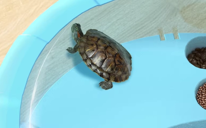 寵物烏龜飼養 寵物烏龜飼養