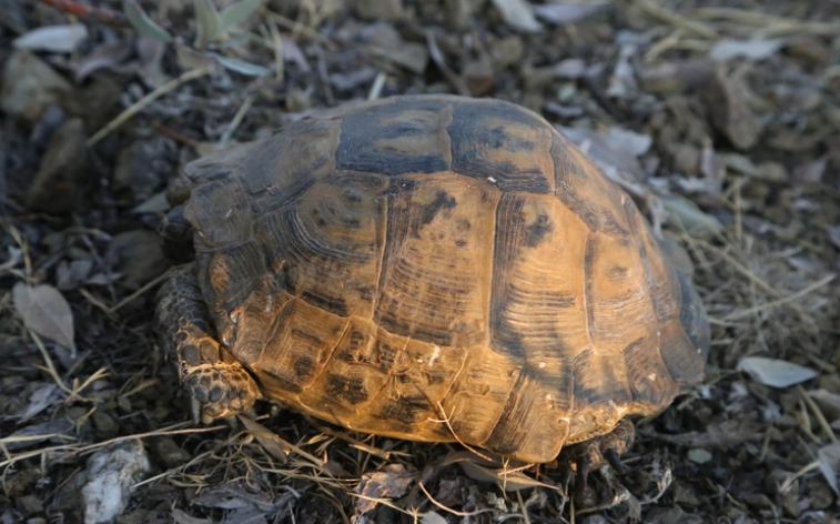 寵物龜飼養技巧 寵物龜飼養技巧