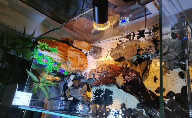 龜缸設置 龜缸設置