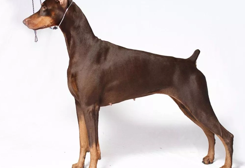 杜賓犬飼養 杜賓犬飼養