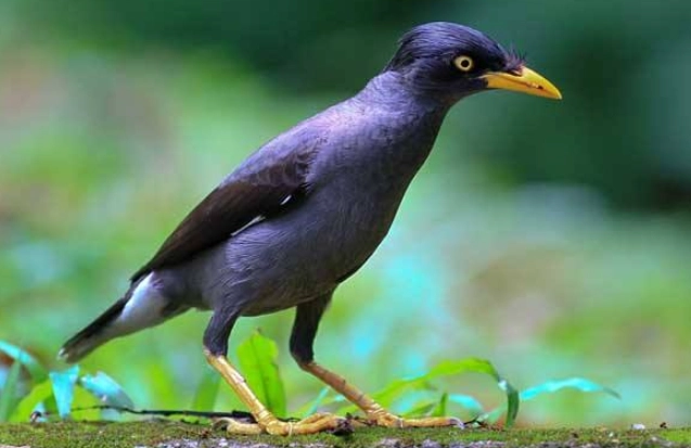 台灣鳥類保護 台灣鳥類保護