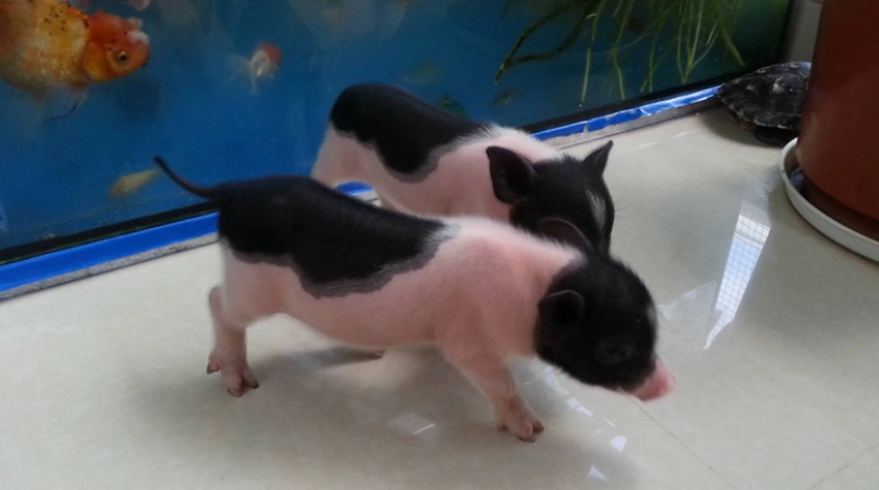 寵物豬飼養 寵物豬飼養