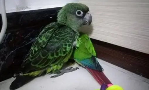 小賈丁鸚鵡價格 小賈丁鸚鵡價格
