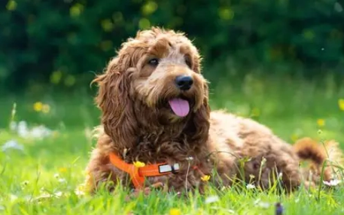 可卡布犬體型 可卡布犬體型