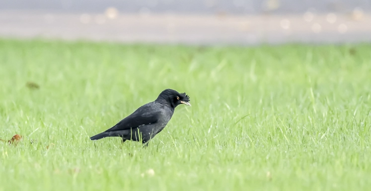 台灣鳥類保護 台灣鳥類保護