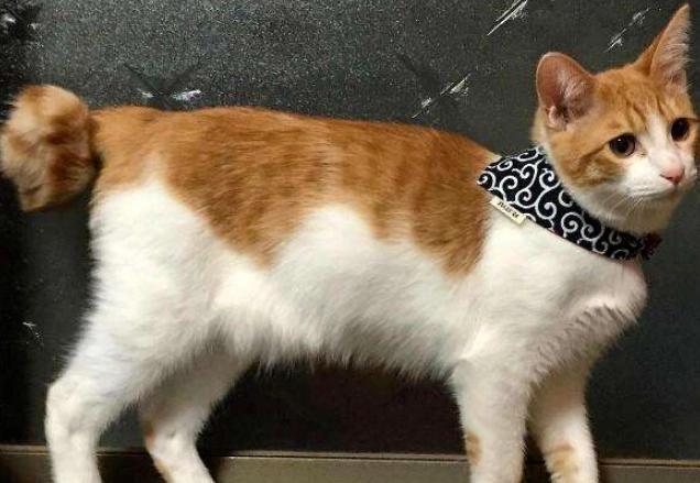 虎斑貓飼養