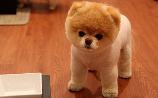博美犬毛色 博美犬毛色