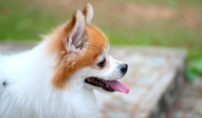 博美犬飼養問題 博美犬飼養問題