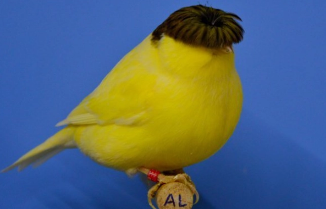 寵物鳥選擇
