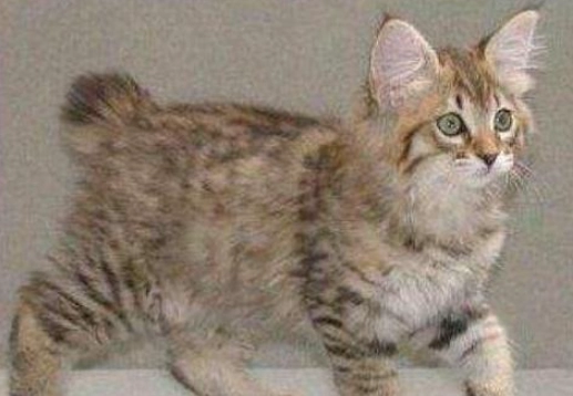 虎斑貓飼養