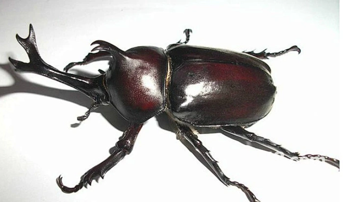 獨角仙角斷掉處理 獨角仙角斷掉處理