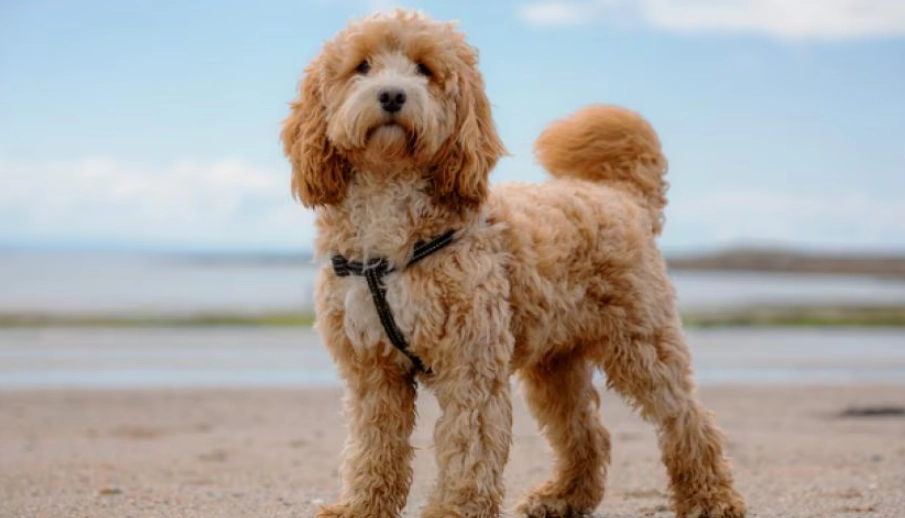 可卡布犬體型 可卡布犬體型
