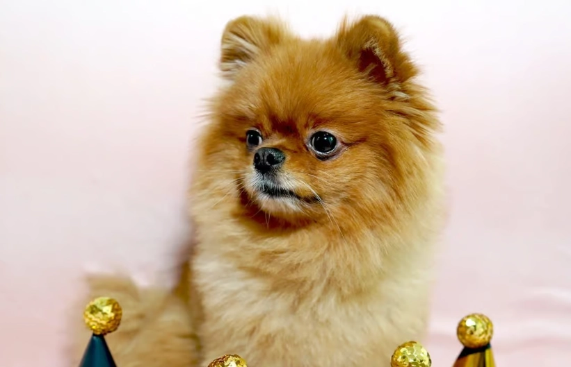 小型犬缺點分析 小型犬缺點分析