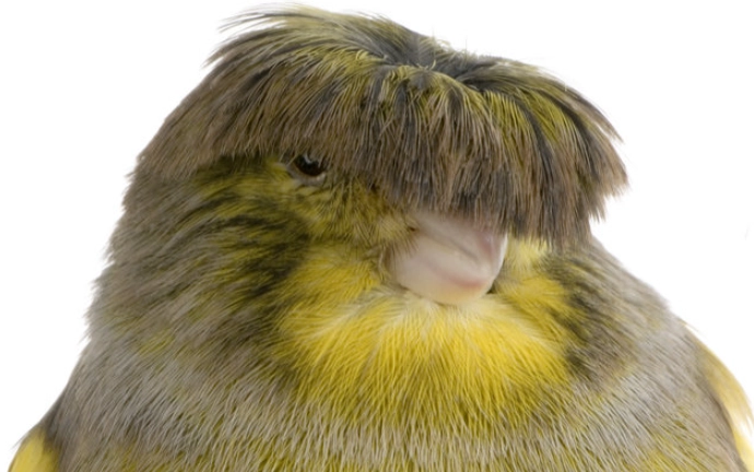 寵物鳥選擇