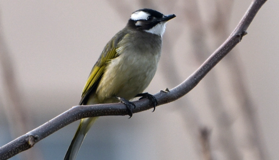 台灣鳥類100種