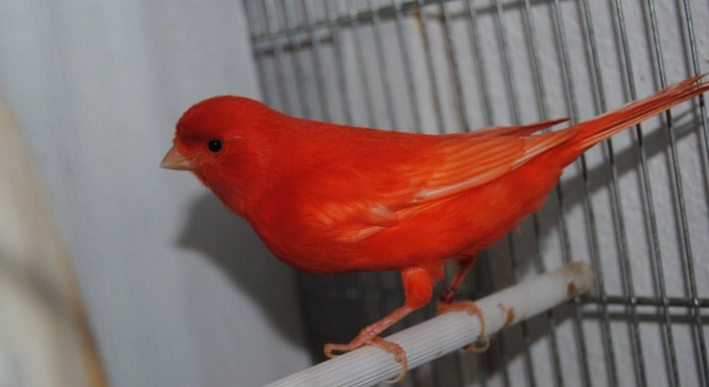 紅金絲雀飼養 紅金絲雀飼養
