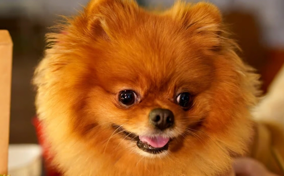 博美犬毛色 博美犬毛色
