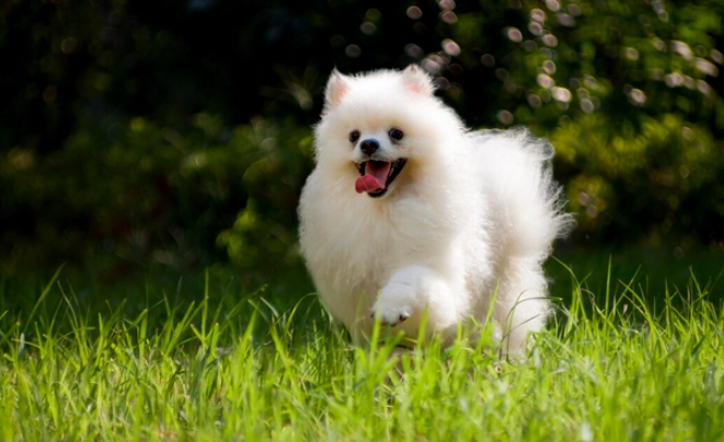 博美犬飼養 博美犬飼養