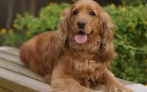 可卡布犬好養嗎 可卡布犬好養嗎