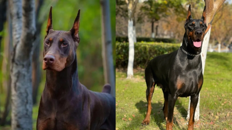 美系杜賓犬價格 美系杜賓犬價格