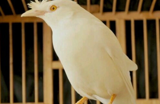 白色八哥飼養 白色八哥飼養