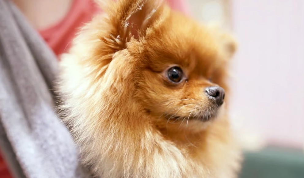 博美犬飼養問題 博美犬飼養問題