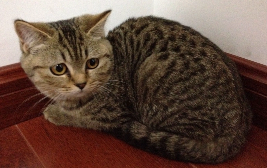 虎斑貓飼養
