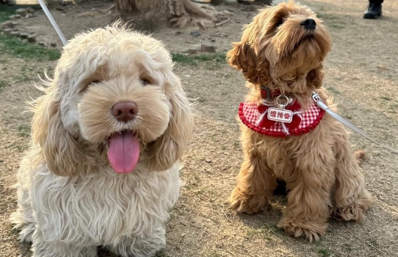 可卡布犬體型 可卡布犬體型