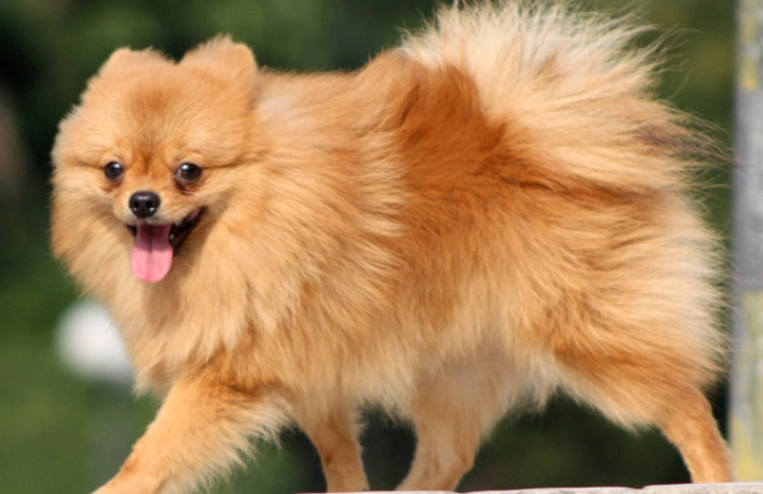 大型博美犬健康 大型博美犬健康