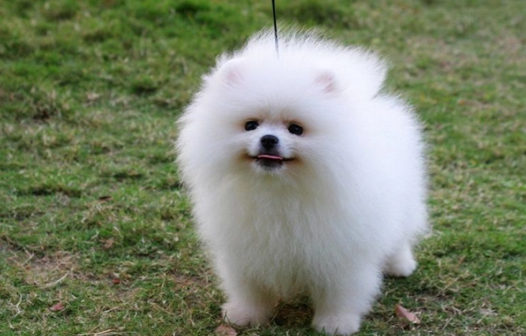 博美犬飼養 博美犬飼養