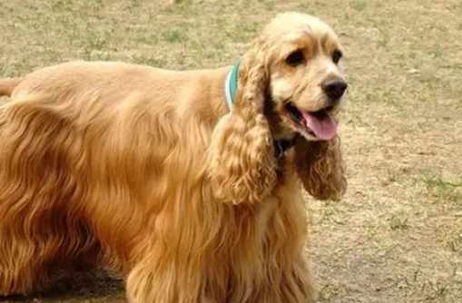 可卡布犬品種 可卡布犬品種