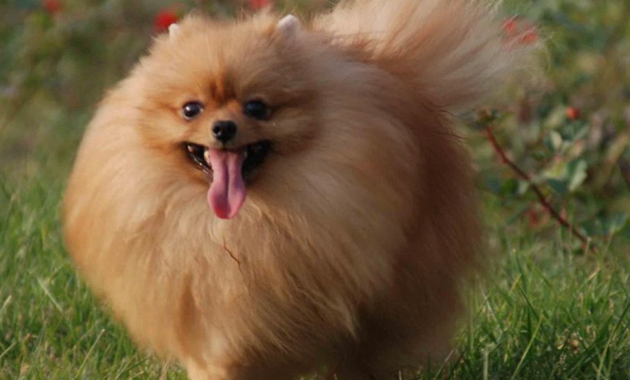 博美犬飼養