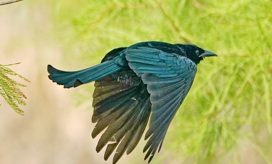 台灣鳥類100種