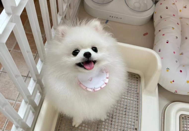 博美犬飼養問題 博美犬飼養問題