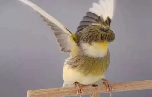 寵物鳥選擇