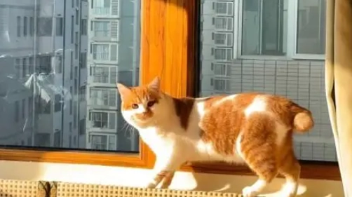 貓尾巴畸形 貓尾巴畸形