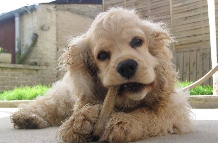 可卡布犬好養嗎 可卡布犬好養嗎
