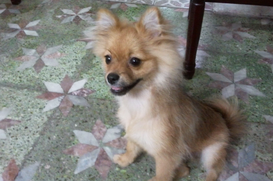 博美犬飼養問題 博美犬飼養問題