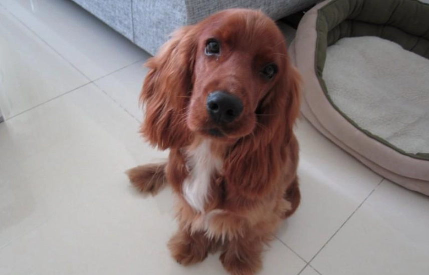 可卡布犬成長 可卡布犬成長