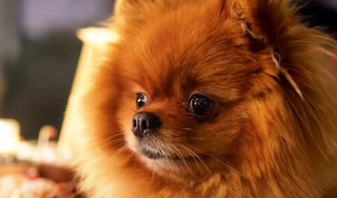 小型犬缺點分析 小型犬缺點分析