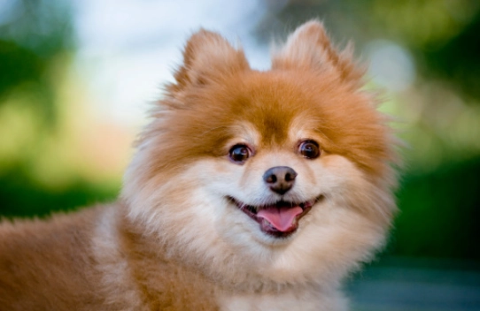 博美犬毛色 博美犬毛色