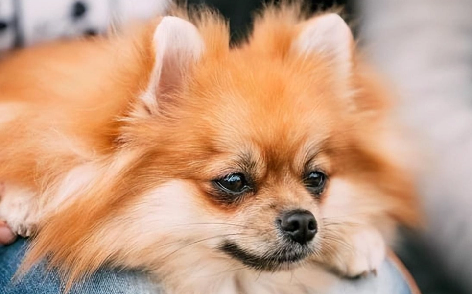小型犬性格