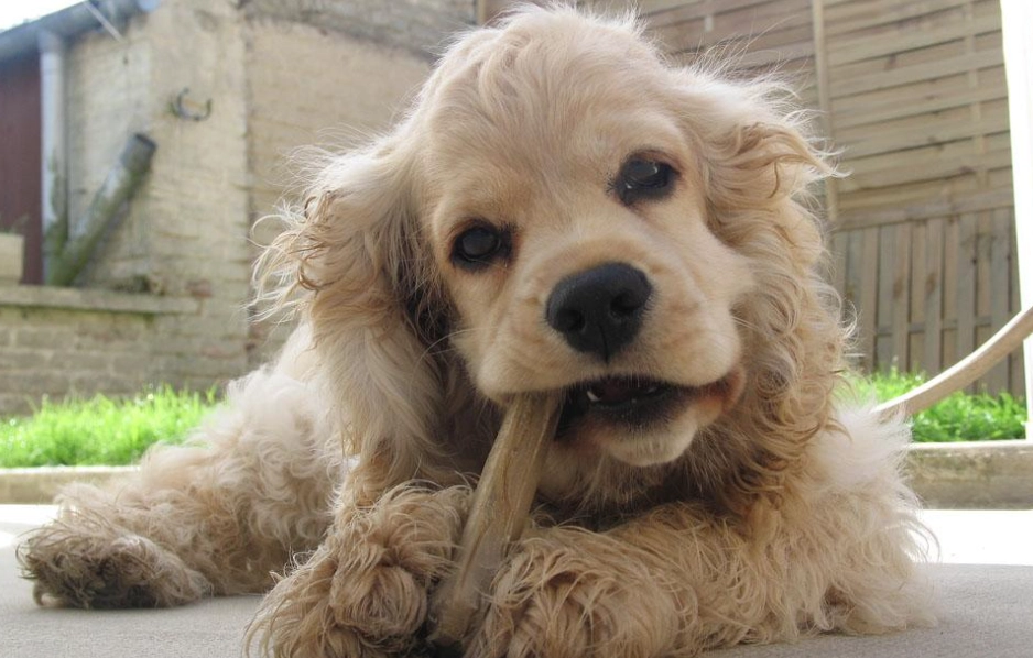 可卡布犬體型 可卡布犬體型