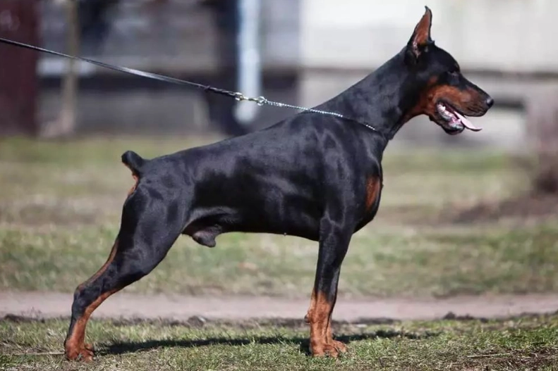 美系杜賓犬價格 美系杜賓犬價格