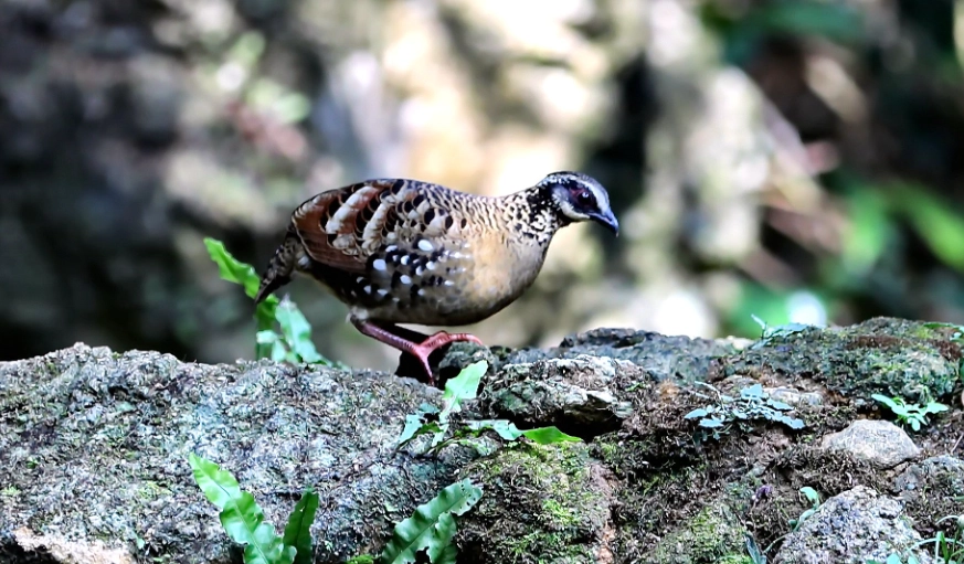 台灣特有鳥類 台灣特有鳥類