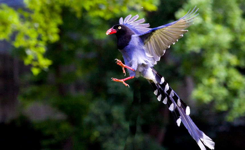 台灣鳥類觀察 台灣鳥類觀察