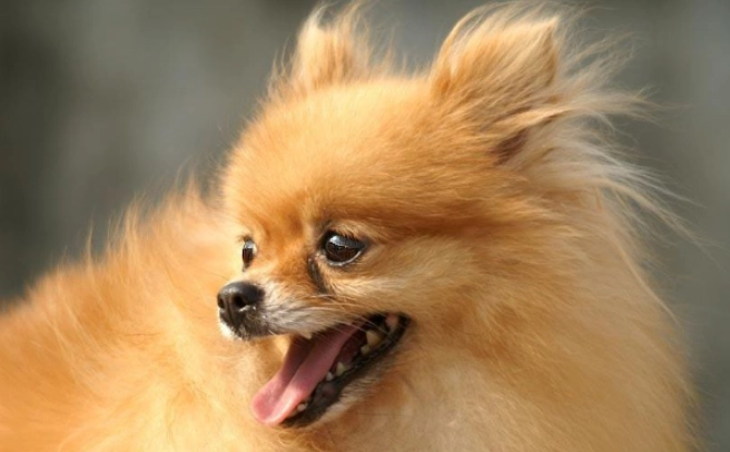 博美犬飼養